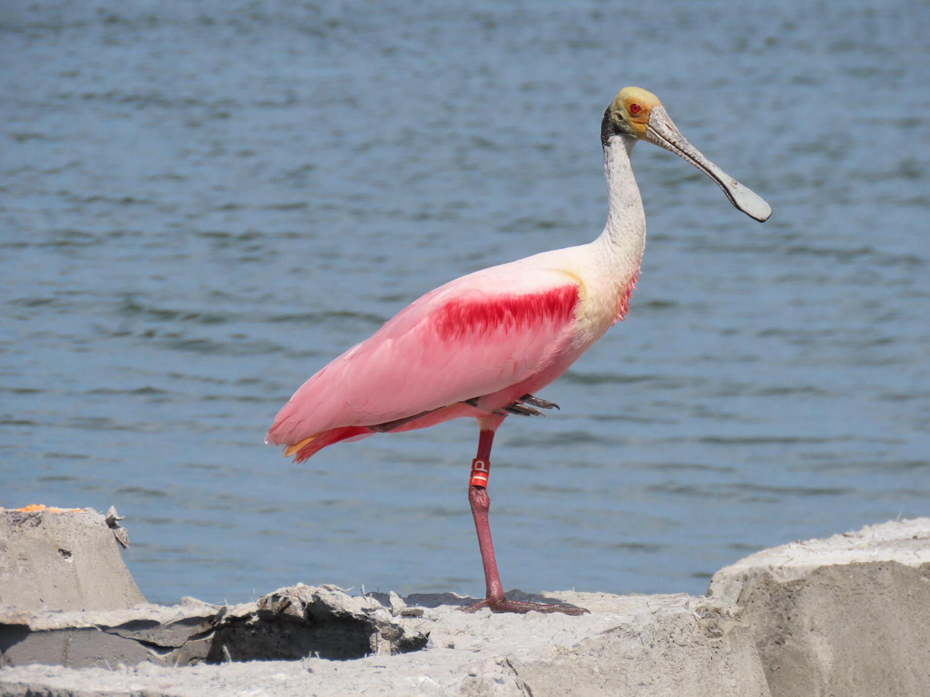 Banded Roseate Spoonbill standing on a rock.
